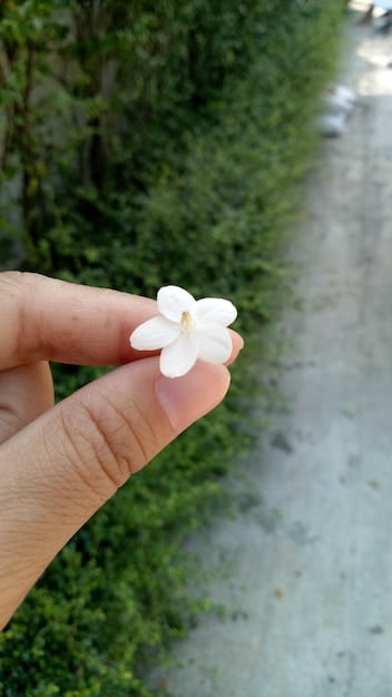 Close-up shot of a hand gently harvesting jasmine flowers in a lush field. The focus is on the natural environment and the sustainable harvesting methods. The lighting is soft and natural, emphasizing the organic beauty of the scene.