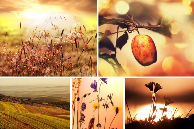A detailed collage showing six different sub-season examples (e.g., Light Spring, Deep Autumn, Soft Summer, Clear Winter), with corresponding color swatches and a brief description of their dominant characteristics. The presentation is clean and illustrative.