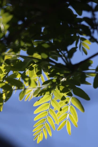 A detailed close-up of healthy green leaves and branches of trees with soft sunlight filtering through them, symbolizing natural calm and renewal.
