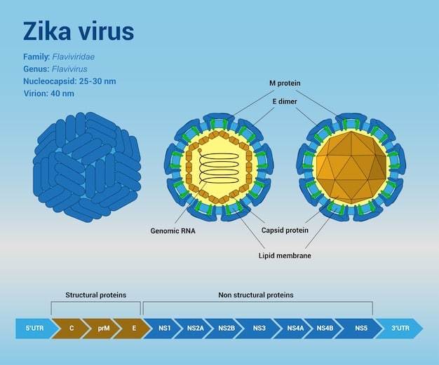 A detailed diagram illustrating the RSV virus structure with a highlight on the fusion (F) protein, demonstrating how the new vaccine targets this specific component to neutralize the virus. Clear labels explain the mechanism of action.